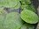 Stachelseerose Euryale ferox Riesenseerose