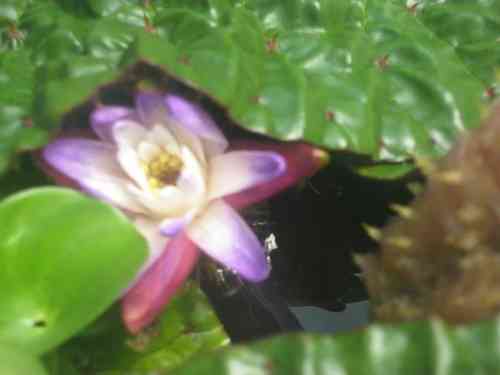 Stachelseerose Euryale ferox Riesenseerose