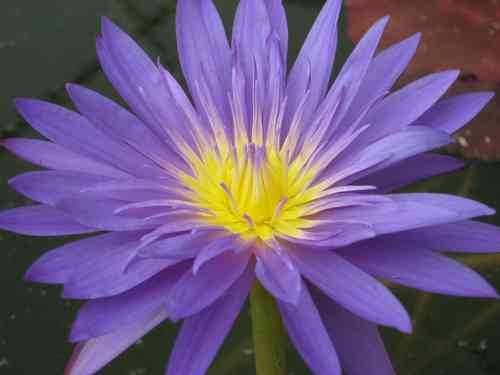 Seerose Nymphaea Ultra Violet