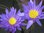 Seerose Nymphaea Ultra Violet