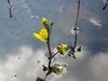 Wasserschlauch - Utricularia vulgaris