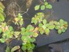 Schwimmende Ludwigie Ludwigia helminthorrhiza