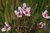 Schwanenblume Butomus umbellatus
