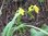 Gelbe Sumpfschwertlilie Iris pseudacorus