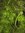 Wasserfeder, Hottonia palustris