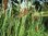 Schmalblättriger Rohrkolben, Typha angustifolia