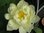 Nelumbo Lotosblume White Chrysanthemum