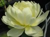 Nelumbo Lotosblume White Chrysanthemum