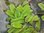Langblättriger Büschelfarn, Salvinia oblongifolia