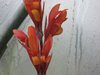 Canna 'Russian Red - Indisches Blumenrohr