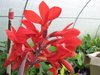 Canna 'Firebird' - Indisches Blumenrohr