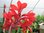 Canna 'Firebird' - Indisches Blumenrohr