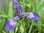 Iris versicolor - Verschiedenfarbige Iris