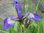 Iris versicolor - Verschiedenfarbige Iris