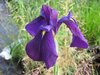 Iris ensata - Blaue Sumpfiris