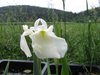 Iris ensata - Weisse Sumpfiris
