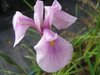 Iris ensata 'Rose Queen' - Sumpfiris