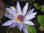 Seerose, Nymphaea 'Blue Bob' - tropische Seerose