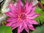 Seerose, Nymphaea 'Bulls Eye' - tropische Seerose