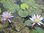 Seerose, Nymphaea 'Islamorada' - tropische Seerose