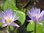 Seerose, Nymphaea 'Star of Siam' - tropische Seerose