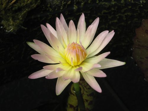 Seerose, Nymphaea 'Pink Pearl' - tropische Seerose