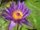 Seerose, Nymphaea 'William McLane' - tropische Seerose