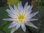 Seerose, Nymphaea 'Avalanche' - tropische Seerose