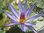Seerose, Nymphaea caerulea - tropische Seerose