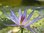 Seerose, Nymphaea caerulea - tropische Seerose