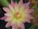 Seerose, Nymphaea 'Afterglow' - tropische Seerose