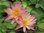 Seerose, Nymphaea 'Afterglow' - tropische Seerose