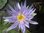 Seerose, Nymphaea 'Foxfire' - tropische Seerose