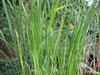 Zizania latifolia - Indianischer Reis