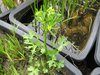 Ranunculus sceleratus - Schlamm-Hahnenfuß
