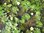 Seerose, Nymphaea tetragona - winterharte Seerose