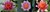 Seerosenangebot - 3 Sorten winterharte Seerosen