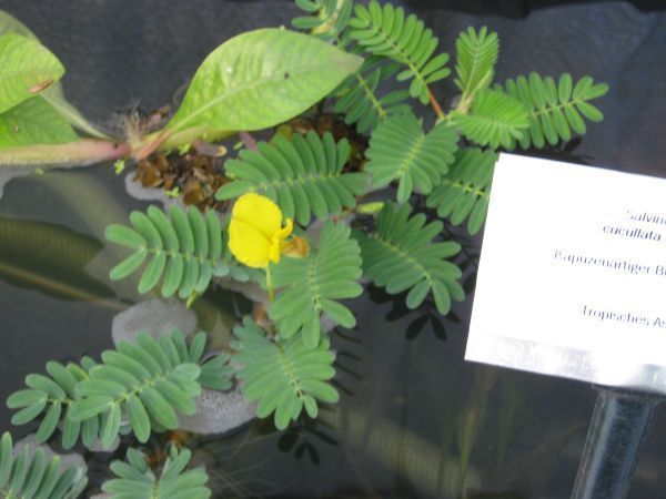 Schwimm-Mimose Aeschynomene fluitans -  Seltene Schwimmpflanze 
