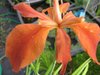 Iris fulva - Kupferschwertlilie