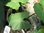 Xanthosoma sagittifolia - Elefantenohr
