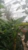 Typhonodorum lindleyanum - Riesenaronstab