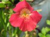 Rote Gauklerblume, Mimulus cupreus