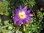 Nymphaea 'Plum Crazy' - tropische Seerose