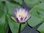 Tropische Seerose, Nymphaea Purple Joy