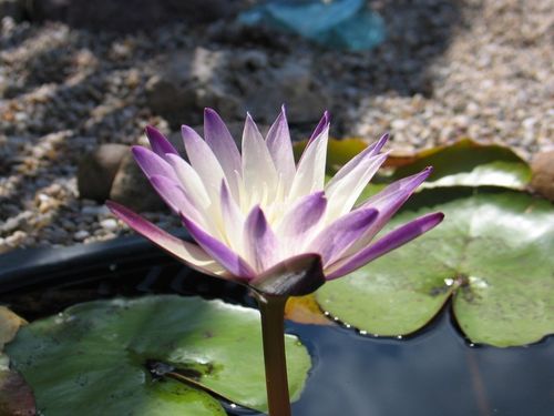 Tropische Seerose, Nymphaea Purple Joy