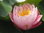 winterharte Seerose Nymphaea "Pink Pumkin"