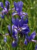 Iris sibirica, Wiesen-Iris blau
