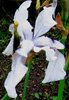 Iris sibirica alba, Wiesen-Iris weiss