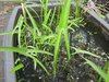 Schmales Pfeilkraut, Sagittaria sagittifolia