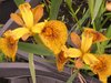 Iris pseudacorus Berlin Tiger, Sumpfiris